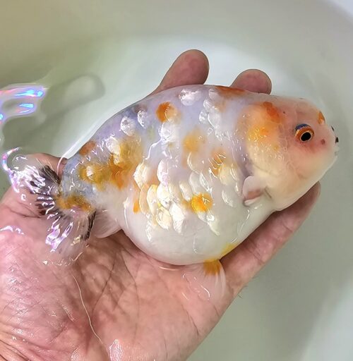 12-13cm Ranchu by CCB