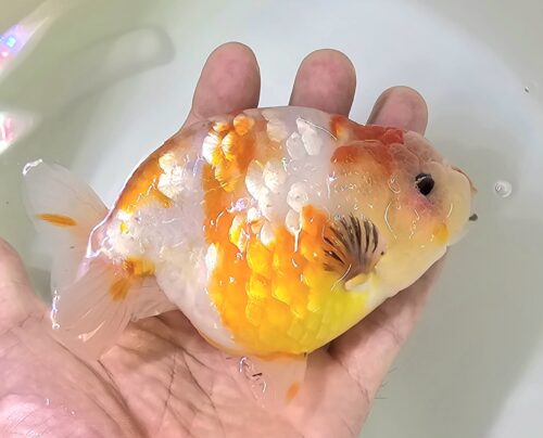 12-13cm Ranchu by CCB