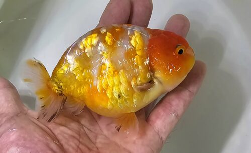 12-13cm Ranchu by CCB