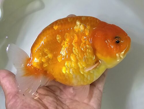 12-13cm Ranchu by CCB