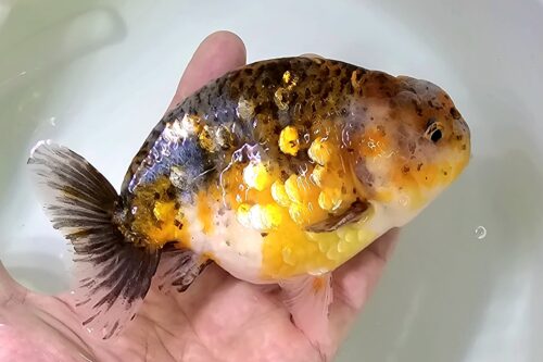 12-13cm Ranchu by CCB