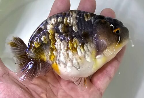 12-13cm Ranchu by CCB