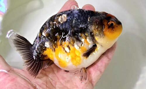12-13cm Ranchu by CCB