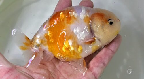 12-13cm Ranchu by CCB