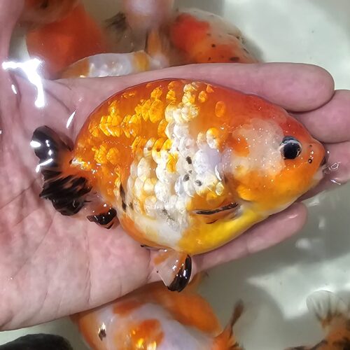10-11cm Tiny Tail Ranchu