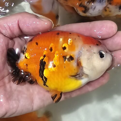 10-11cm Tiny Tail Ranchu