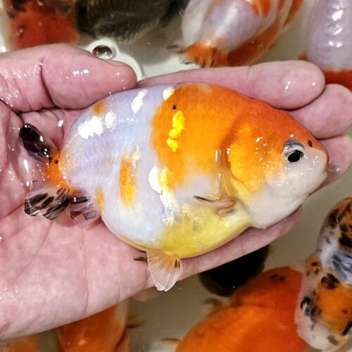 10-11cm Tiny Tail Ranchu