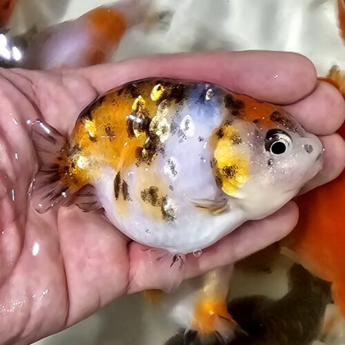 10-11cm Tiny Tail Ranchu