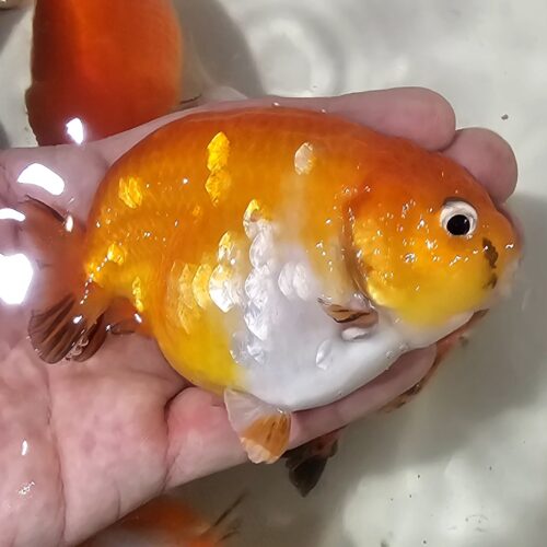 10-11cm Tiny Tail Ranchu