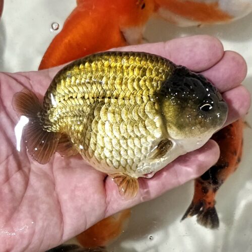 10-11cm Tiny Tail Ranchu