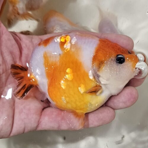 10-11cm Tiny Tail Ranchu