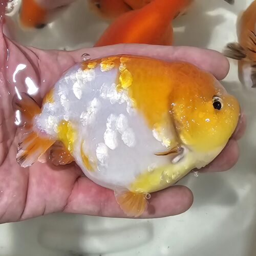 10-11cm Tiny Tail Ranchu