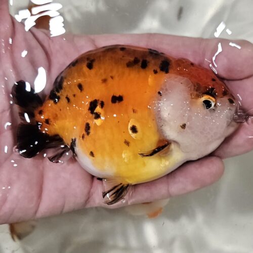 10-11cm Tiny Tail Ranchu