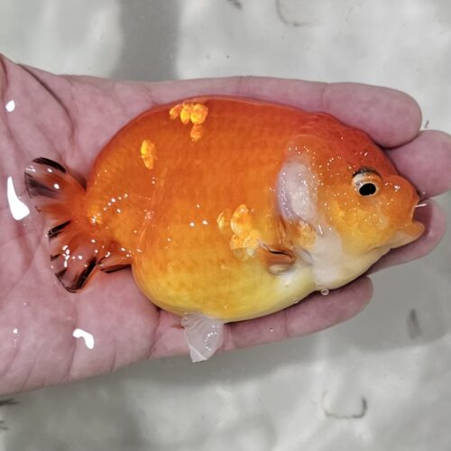 10-11cm Tiny Tail Ranchu