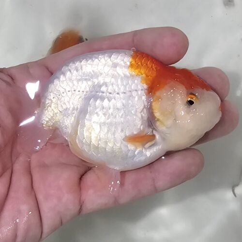 10-11cm Tiny Tail Ranchu