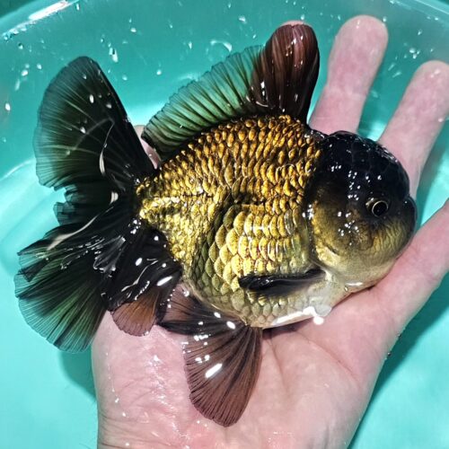 12-13cm Longtail Oranda