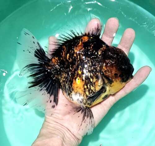 Meng BP Rosetail Oranda 15-16cm