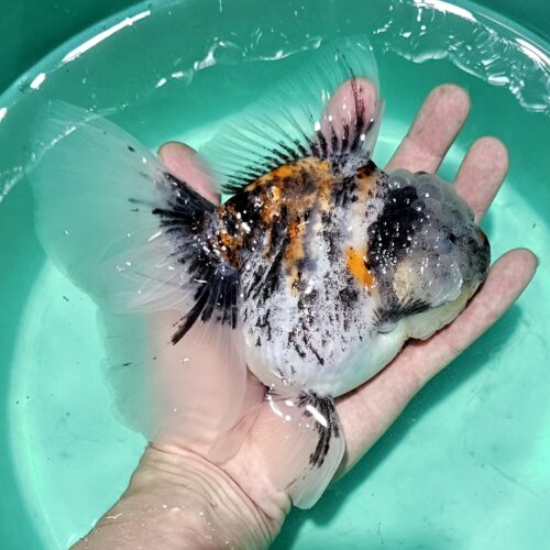 Meng BP Rosetail Oranda 15-16cm