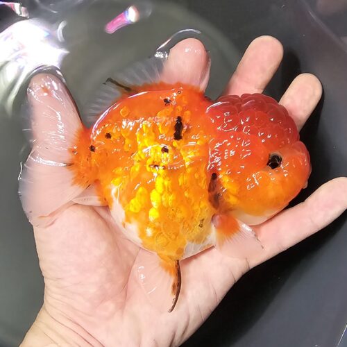Short Tail Oranda by Meng BP 14cm