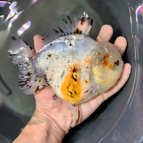 Short Tail Oranda by Meng BP 15cm