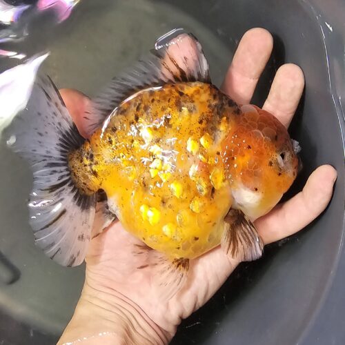 Short Tail Oranda by Meng BP 15cm