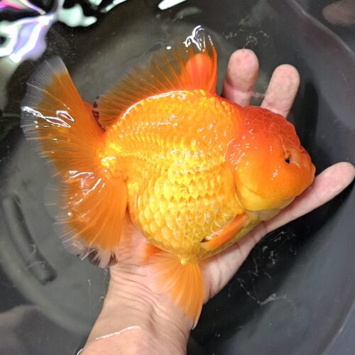 Jumbo 16-17cm Long Tail by Meng BP