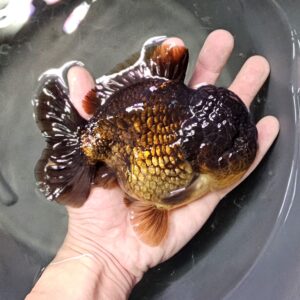 Short Tail Oranda by Meng BP 14cm