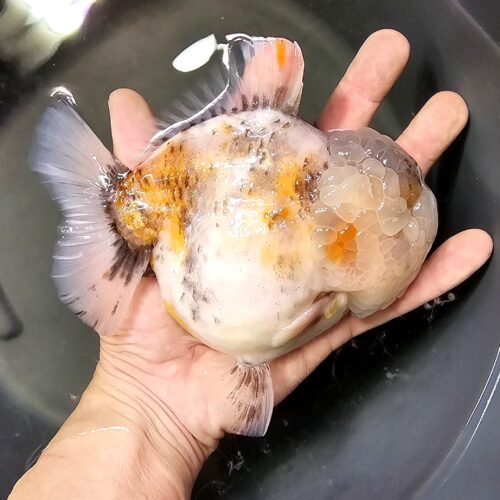 Short Tail Oranda by Meng BP 15cm