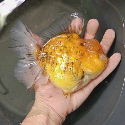 Long Tail Oranda by Meng BP 15cm