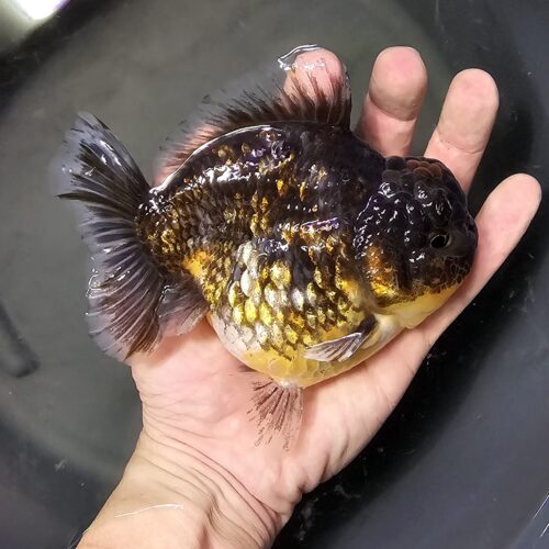 Short Tail Oranda by Meng BP 14cm