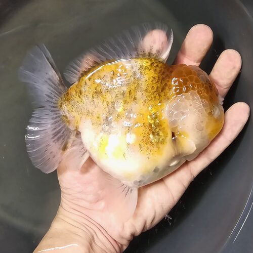 Short Tail Oranda by Meng BP 15cm