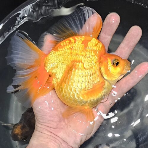 High Fin Long Tail Ryukin 13-14cm