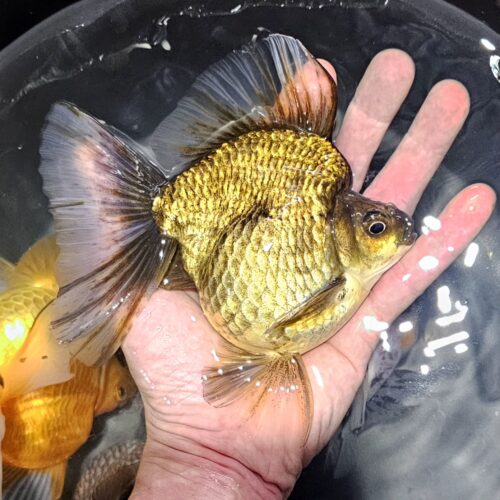 High Fin Long Tail Ryukin 13-14cm