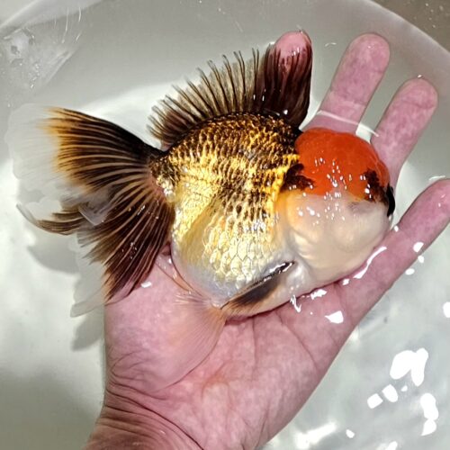 Red Cap Tri Color 14-15cm