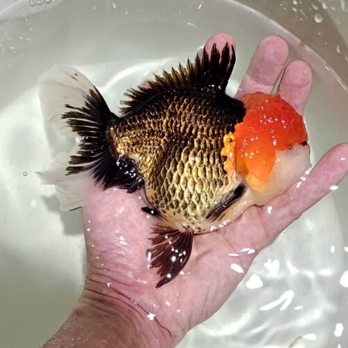 Red Cap Tri Color 14-15cm