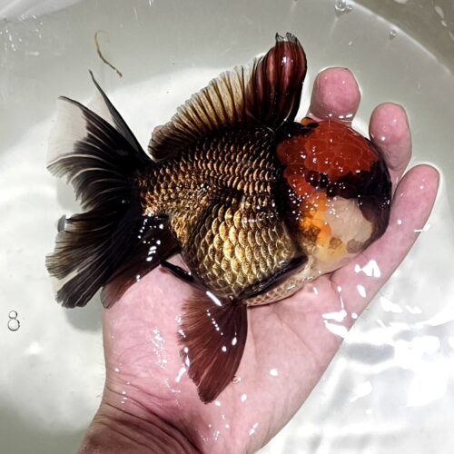 Red Cap Tri Color 14-15cm