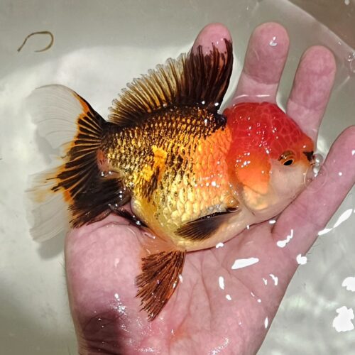 Tri Color 13-14cm