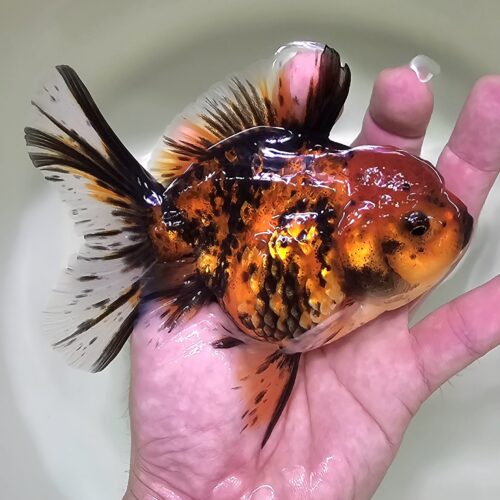 High Fins Giant Genetic 12-13cm