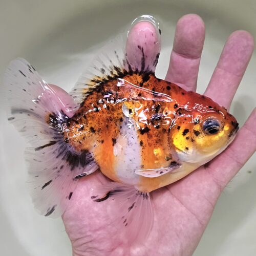 High Fins Giant Genetic 12-13cm