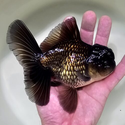 High Fins Giant Genetic 12-13cm