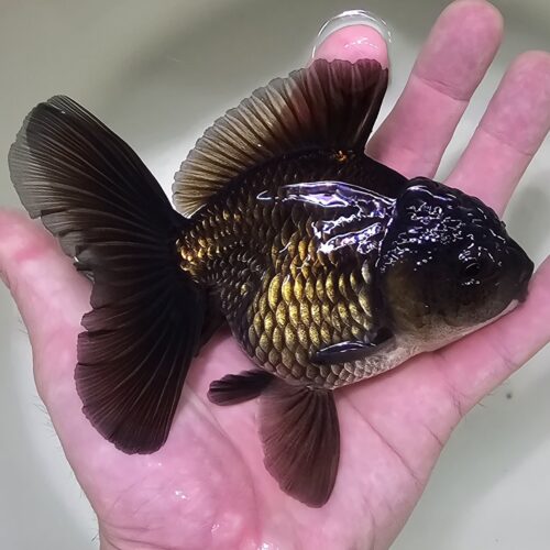 High Fins Giant Genetic 12-13cm