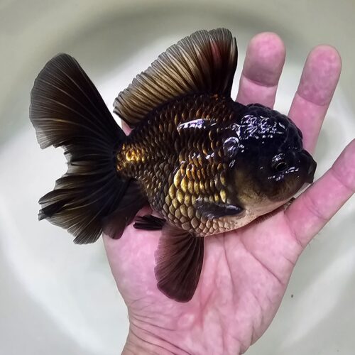 High Fins Giant Genetic 12-13cm
