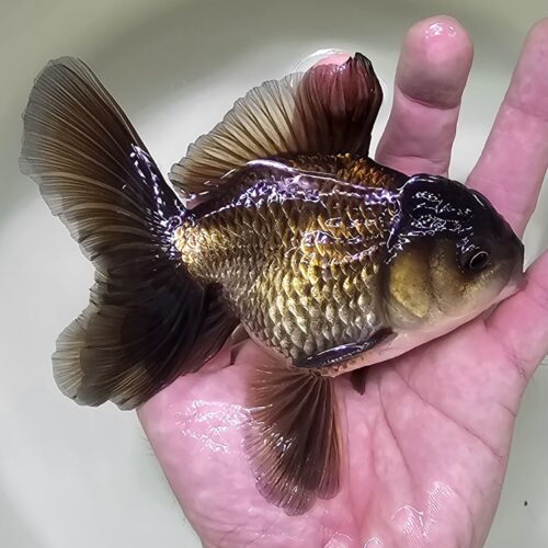 High Fins Giant Genetic 12-13cm