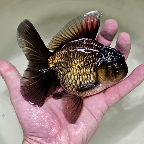 ( Show Fish ) High Fins Giant Genetic 12-13cm