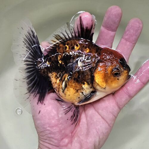High Fins Giant Genetic 12-13cm