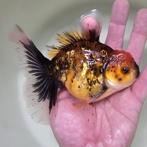 High Fins Giant Genetic 12-13cm