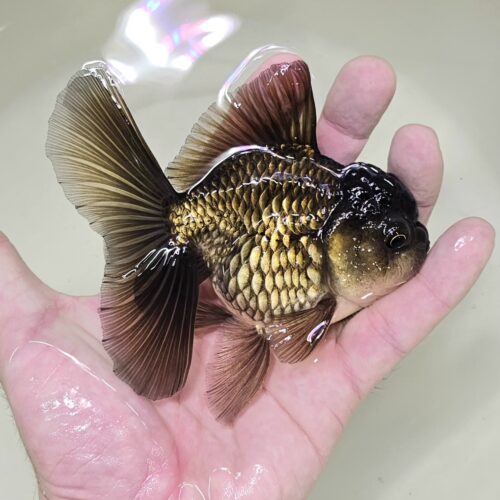 High Fins Giant Genetic 9-11cm