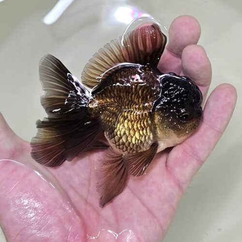 High Fins Giant Genetic 9-11cm