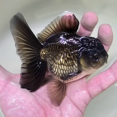 High Fins Giant Genetic 9-11cm