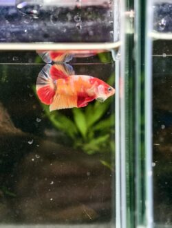 BB401 - HMPK Nemo Koi